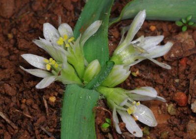 Allium chamaemoly