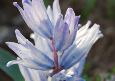 Bellevalia hyacinthoides