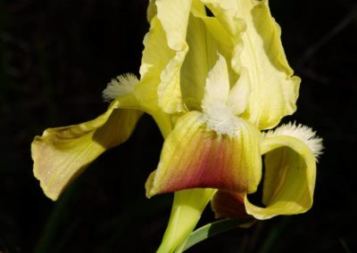Iris attica