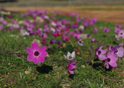 Anemone coronaria